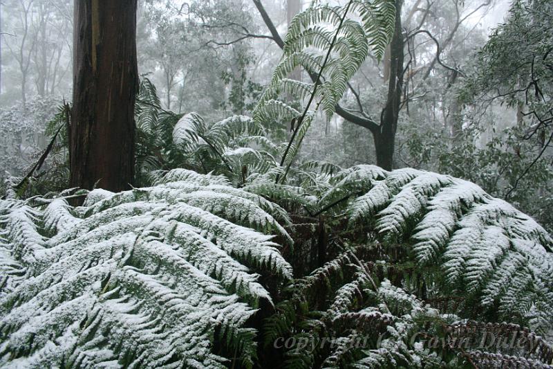 Snow on tree ferns, Sassafras IMG_7649.JPG